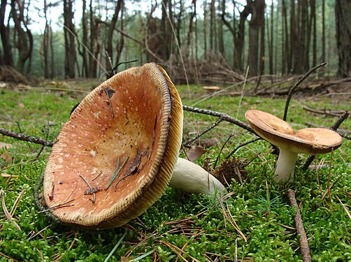 Poisonous mushrooms against a forest in autumn, Wrzosów, Poland