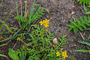 Rorippa sylvestris, or creeping yellowcress