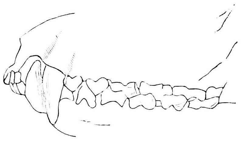 File:PSM V08 D438 Teeth of the dasyurus.jpg