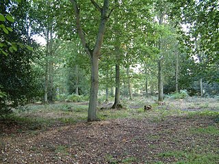 Pamber Forest and Silchester Common Nature reserve
