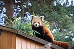 Vignette pour Kodarol (Ailurus fulgens)