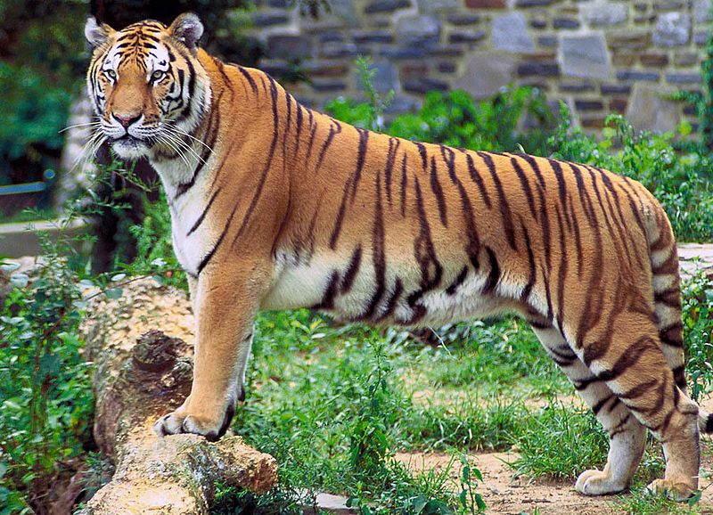 File:Panthera tigris tigris (cropped).jpg