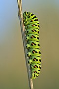 Papilio machaon caterpillar (side view) - Keila.jpg
