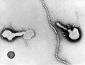ویروس پاراآنفلوانزا (Paramyxoviridae)