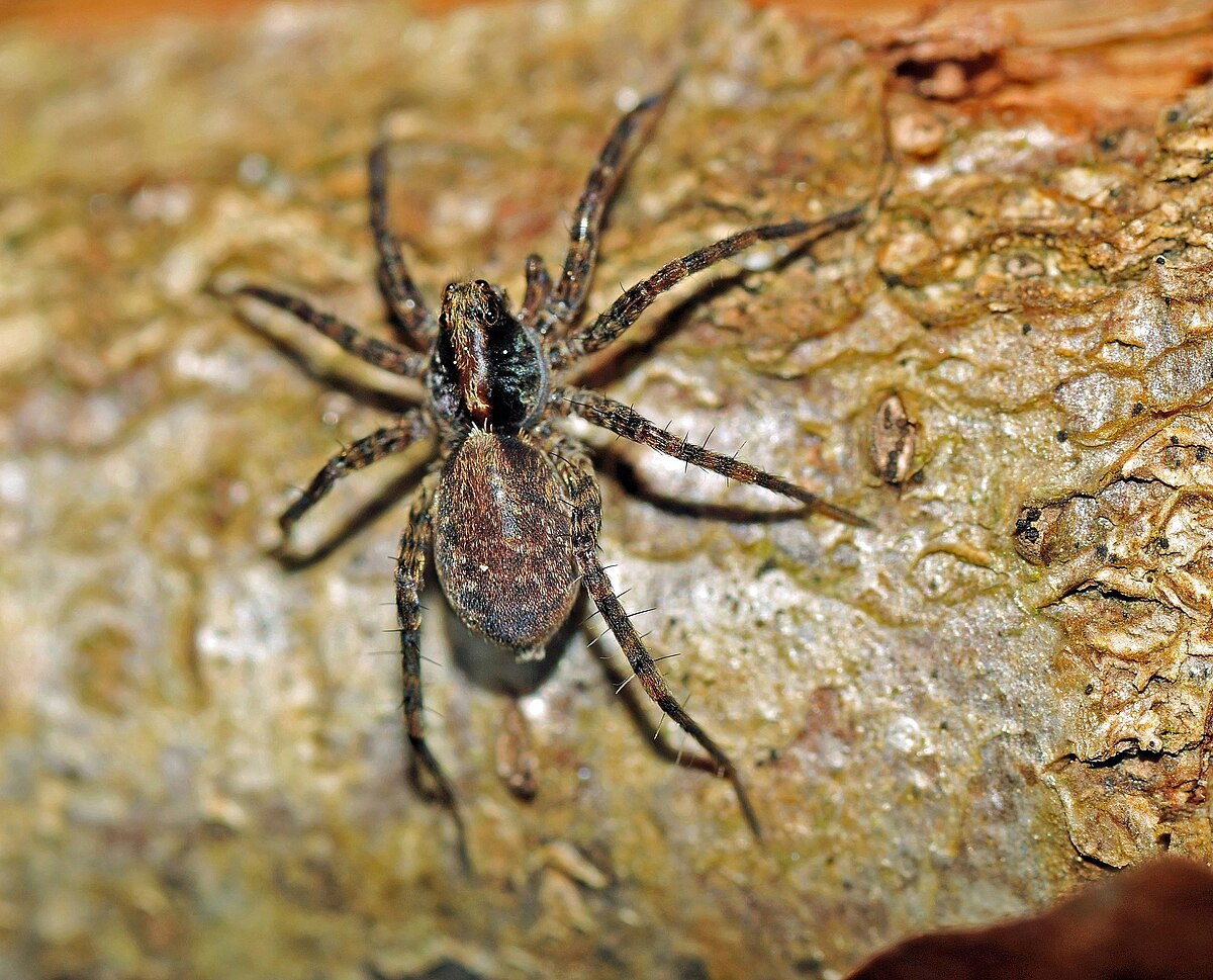 Pardosa lugubris паук