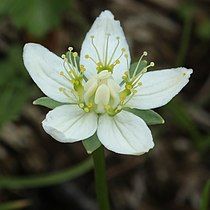 (Parnassia palustris) コウメバチソウ