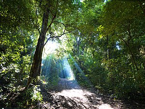 Floresta Estacional