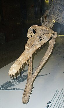 Foto genomen in het Senckenberg Museum in Frankfurt