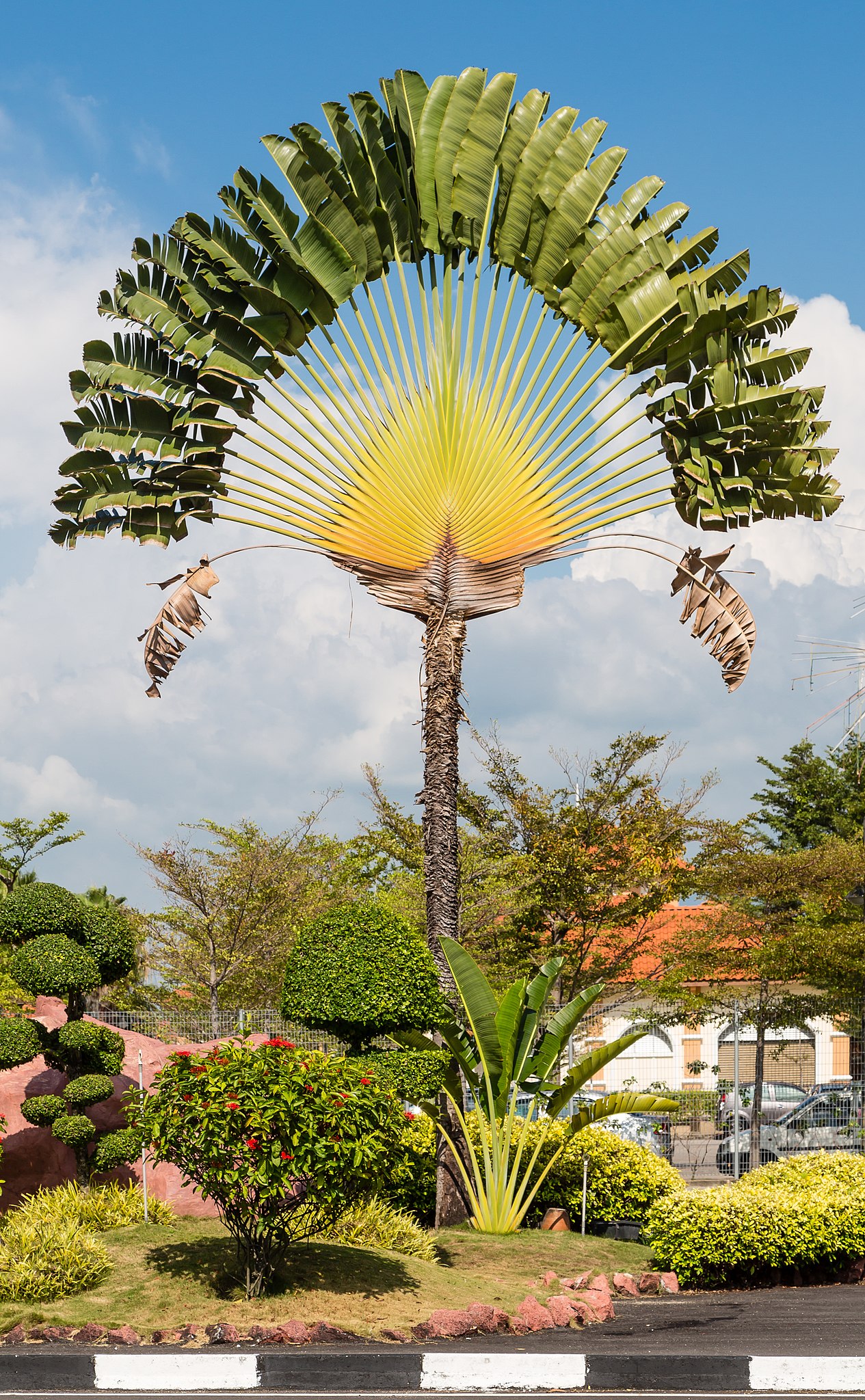 File:Ravenala madagascariensis 1.jpg - Wikimedia Commons