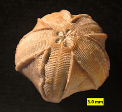 Fossilized theca of the Carboniferous blastoid echinoderm ("sea bud") Pentremites Pentremites Glen Dean Fm KY.jpg