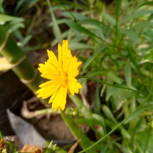 Perennial Sun flower