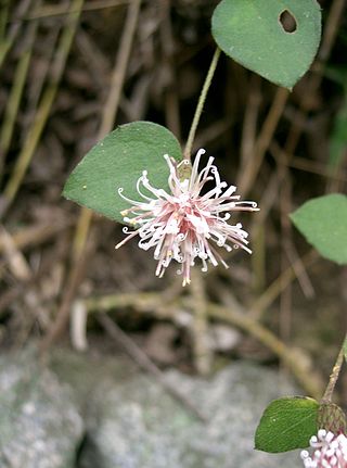 <i>Pertya</i> Genus of flowering plants