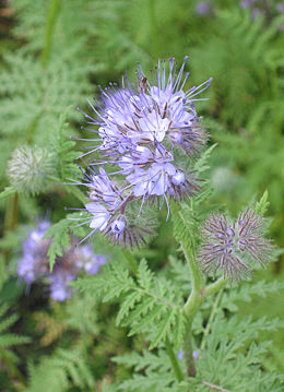 Bitinė facelija (Phacelia tanacetifolia)