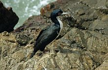 Guanay cormorant nests on islands in large colonies. Phalacrocorax bougainvillii1.jpg