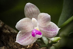 Описание изображения Phalaenopsis javanica (север Явы, Индонезия) JJSm., Bull.  Jard.  Бот.  Буйтензорг, сер.  2, 26-77 (1918) (37901405435) .jpg.