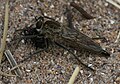 Philonicus albiceps (Dune Robberfly) - Flickr - S. Rae.jpg