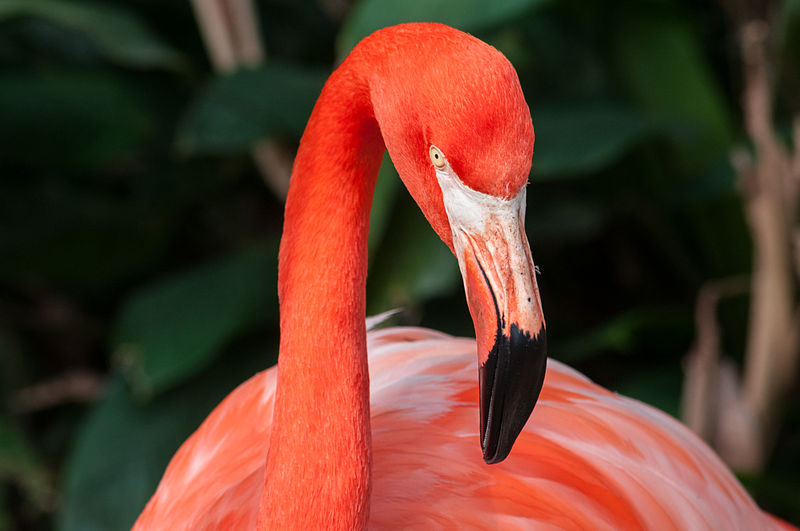 File:Phoenicopterus ruber in São Paulo Zoo.jpg