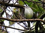 Thumbnail for White-fronted tyrannulet