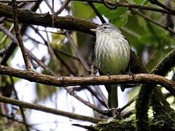 Phyllomyias zeledoni - White-fronted Tyrannulet.jpg