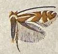 Thumbnail for Phyllonorycter kearfottella