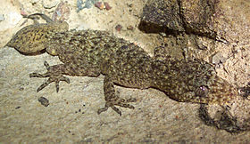 Phyllurus platurus