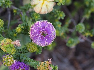 <i>Phymatocarpus porphyrocephalus</i> species of plant