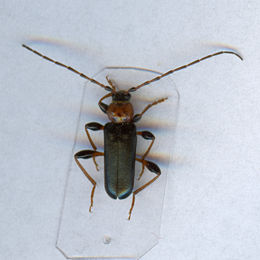 Phymatodes testaceus