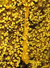 Physarum polycephalum - Wikipedia