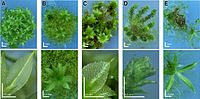 Physcomitrella knockout mutants.JPG