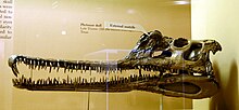 Phytosaur skull Phytosaur skull.jpg