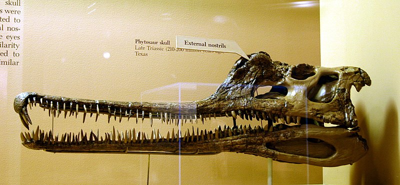 File:Phytosaur skull.jpg