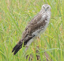 Pied Harrier (женски) .jpg