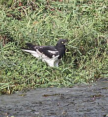 Pied harrier from Thrissur, Kerala by Manoj Karingamadathil IMG 6459.jpg