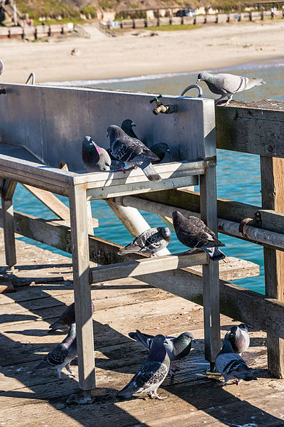 File:Pigeons on the Pier at Seacliff State Beach (11811642735).jpg