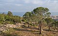 * Nomination Pine forest of Sète --Christian Ferrer 18:09, 6 June 2014 (UTC) * Promotion Good quality. --P e z i 21:17, 6 June 2014 (UTC)