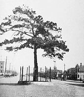 When this street in McAlester was paved in 1916, the city saved this pine tree and built a fence around it Pine tree, McAlester, Oklahoma (1916).jpg