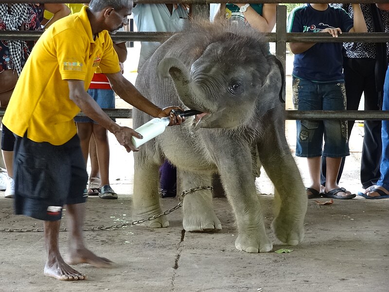 File:Pinnawala Elephant Orphanage 34.JPG