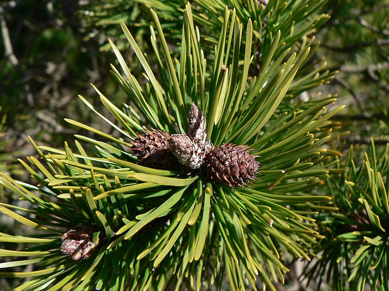 File:Pinus contorta 37650.JPG