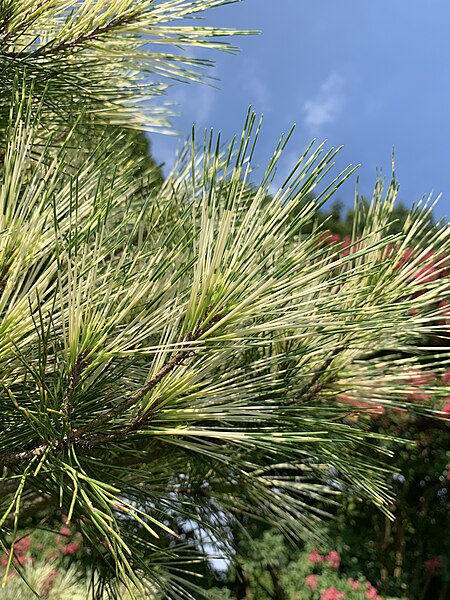 File:Pinus densiflora 'Oculus-Draconis' at the Morris Arboretum 02.jpg