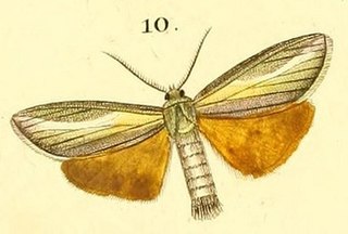 <i>Sindris</i> Genus of moths