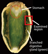 Plakobranchus ocellatus 4.png