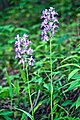 Platanthera × keenanii