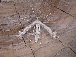 Ékmintás tollasmoly (Platyptilia gonodactyla)