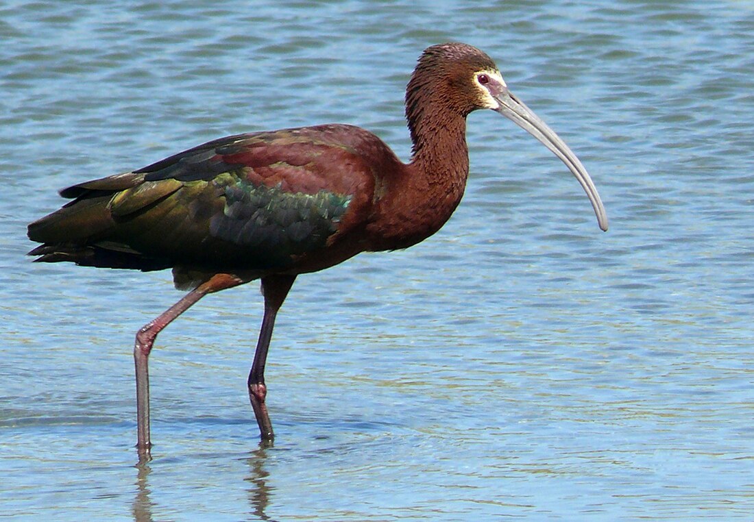 Ibis americký