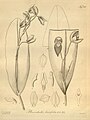 Pleurothallis ruscifolia (as syn. Pleurothallis laurifolia) plate 108 in: H. G. Reichenbach: Xenia orchidacea - vol. 2 (1874)