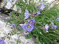 Polemonium boreale