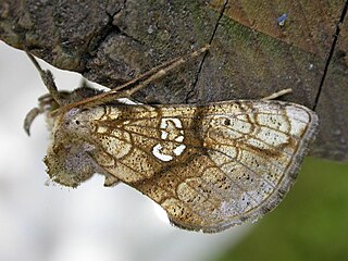 <i>Polychrysia moneta</i> Species of moth