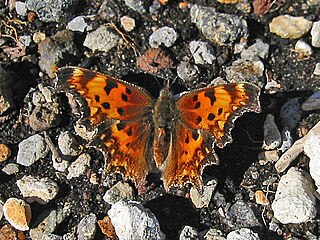 Hoary comma Species of butterfly