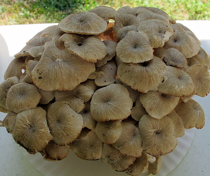 File:Polyporus umbellatus 13083497.jpg