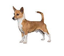 portuguese podengo chihuahua mix